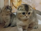 Chatons Scottish Fold et Straight à vendre