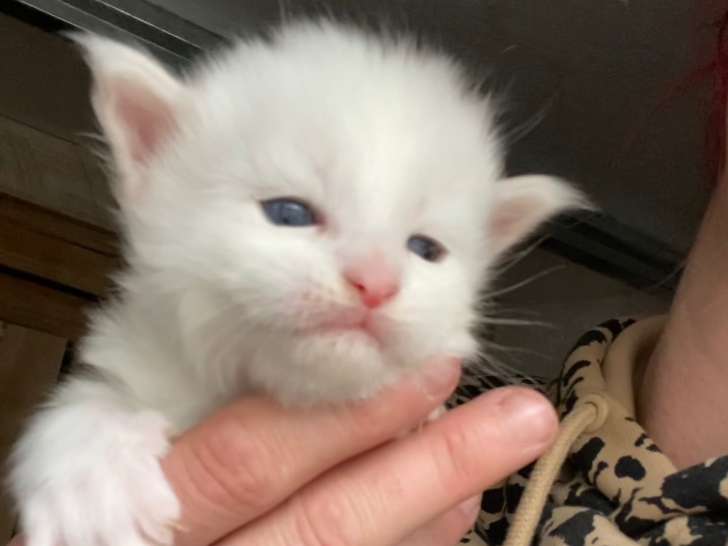 Chatons Maine Coon LOOF a resa