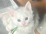 Chatons Maine Coon LOOF a resa