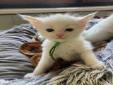 Chatons Maine Coon LOOF a resa
