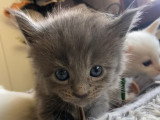 Chatons Maine Coon LOOF a resa