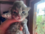 Male blue tabby