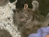 Chatons Maine Coon russe