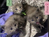 Chatons Maine Coon russe