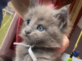 Mr blueberry