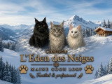 Chatons Maine Coon russe
