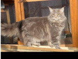 Mâle Maine Coon disponible pour saillie
