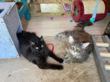Mâle Maine Coon disponible pour saillie