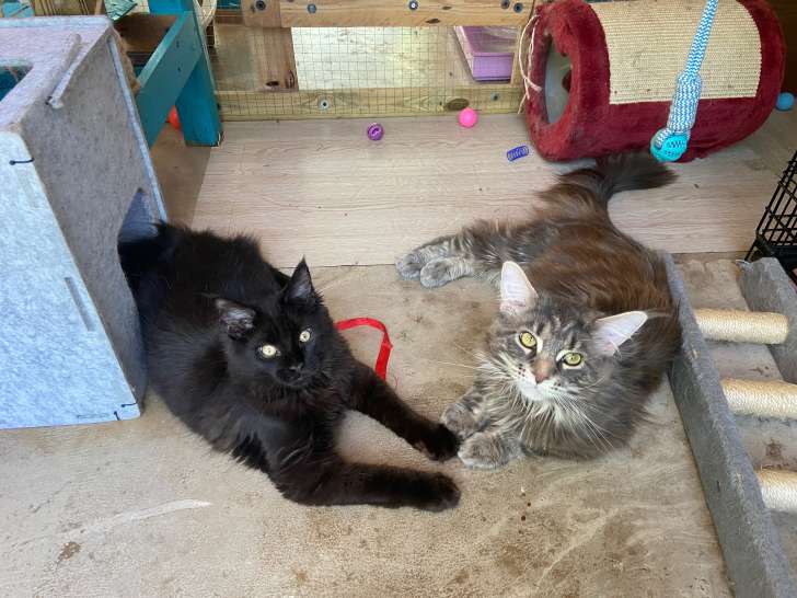 Mâle Maine Coon disponible pour saillie