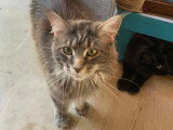 Mâle Maine Coon disponible pour saillie