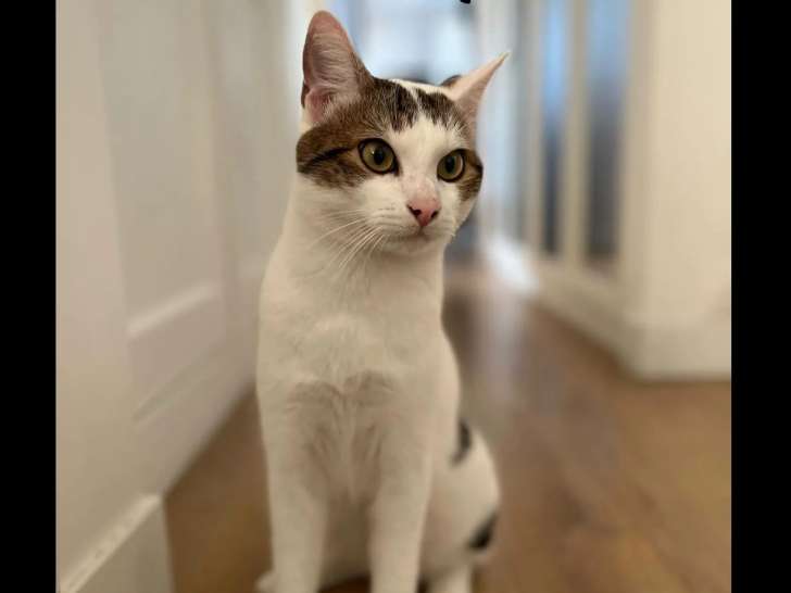 À accueillir : chat de 2 ans tigré blanc