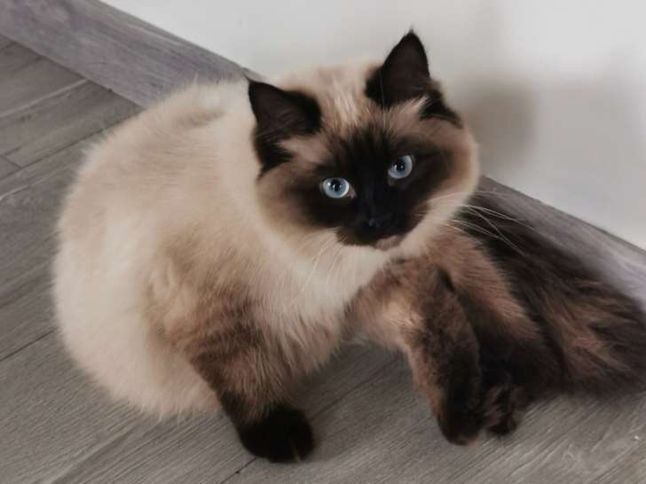 Femelle Sibérienne LOOF à vendre