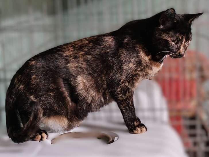 Aglaé, chatonne à adopter en association