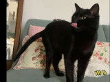 En quête d’un foyer : chat noir d’un an