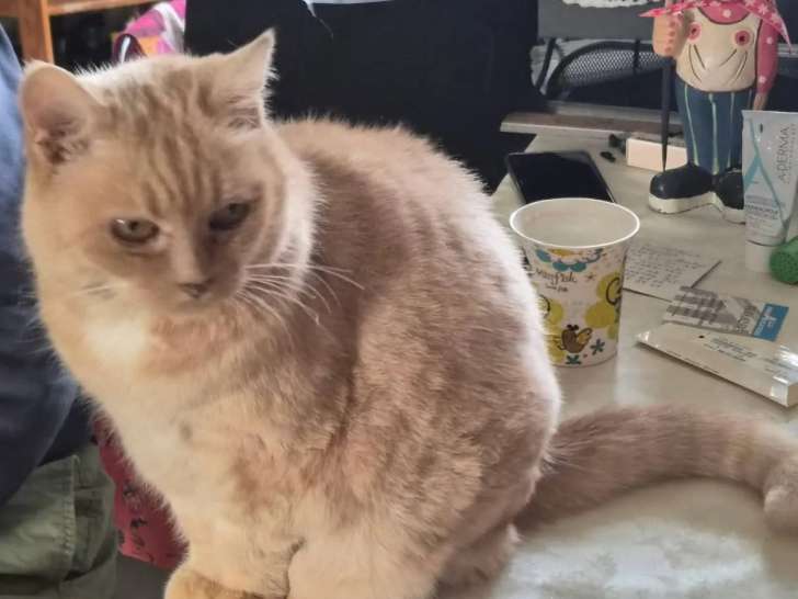 En quête d’un foyer : chat roux de 13 ans
