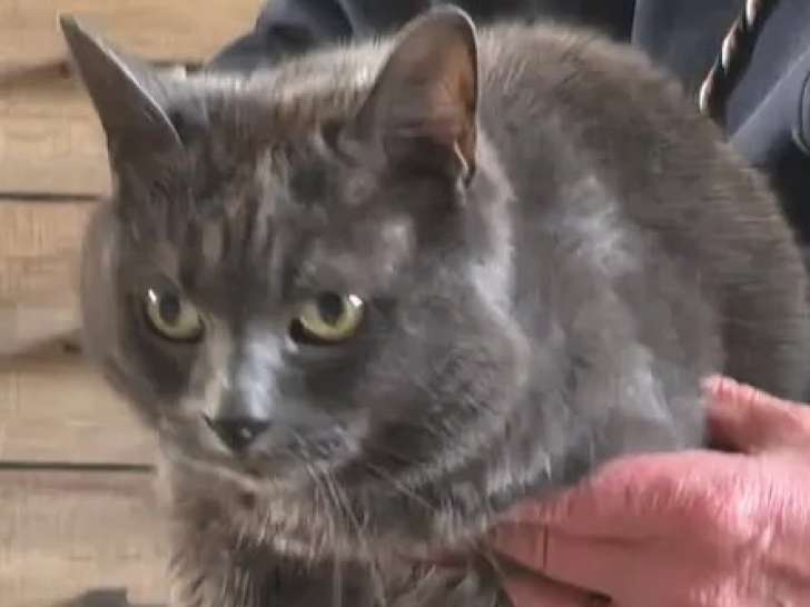 En attente d’un foyer : chat gris de 13 ans