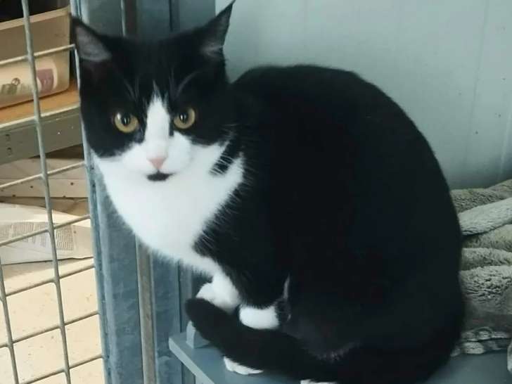 À adopter : chaton femelle noir et blanc de 8 mois