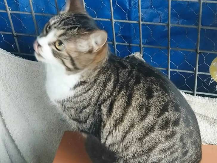 Disponible à l’adoption : chaton femelle tigré blanc de 8 mois