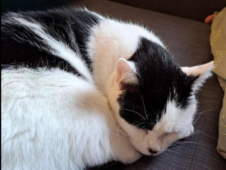 En quête d’un foyer : chatte noire et blanche de 3 ans
