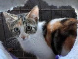 À adopter : chaton femelle tricolore de 3 mois