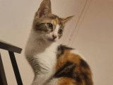 À adopter : chaton femelle tricolore de 3 mois