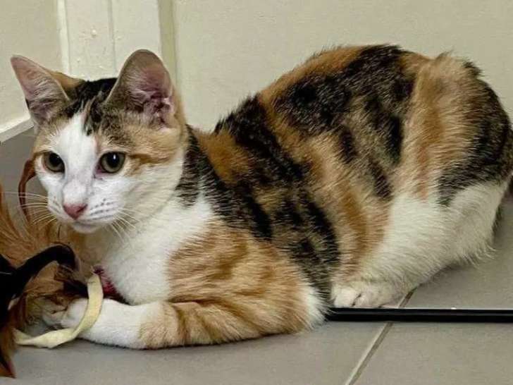 À la recherche d’une famille : chaton femelle tricolore de 8 mois