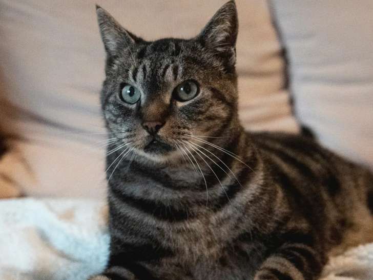 Disponible à l’adoption : chat tigré de 10 ans