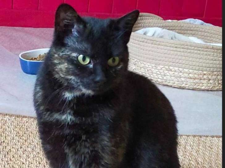 Pénélope, belle chatte écaille de tortue à adopter en association