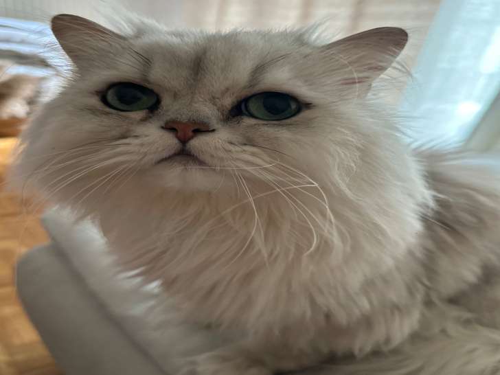 Chat Persan chinchilla à vendre