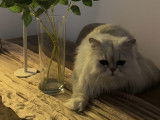Chat Persan chinchilla à vendre