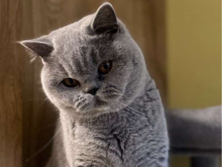 Femelle British Shorthair bleu LOOF de juin 2025 à vendre