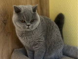 Femelle British Shorthair bleu LOOF de juin 2025 à vendre