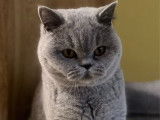 Femelle British Shorthair bleu LOOF de juin 2025 à vendre