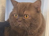 Pour saillie, mâle British Shorthair cinnamon LOOF