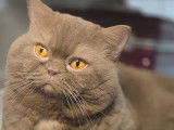 Pour saillie, mâle British Shorthair cinnamon LOOF