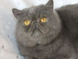 Tarzan, magnifique mâle Exotic Shorthair LOOF de janvier 2022 à placer