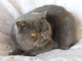 Tarzan, magnifique mâle Exotic Shorthair LOOF de janvier 2022 à placer