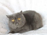 Tarzan, magnifique mâle Exotic Shorthair LOOF de janvier 2022 à placer