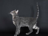 Un Bengal bleu tabby rosette charcoal, mâle testé génétiquement disponible pour saillie