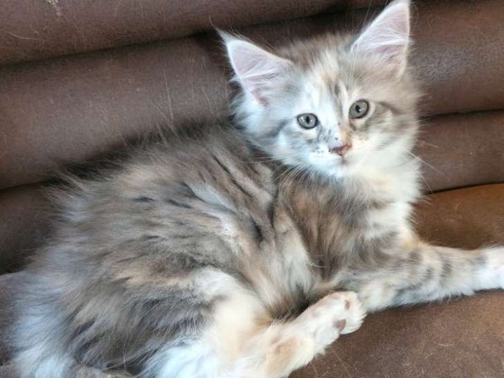 5 chatons Maine Coon LOOF à vendre, nés en décembre 2025, pour compagnie