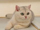 Chaton femelle British Shorthair black silver shaded LOOF à vendre