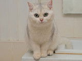 Chaton femelle British Shorthair black silver shaded LOOF à vendre