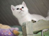 Chaton femelle British Shorthair black silver shaded LOOF à vendre