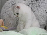 Chaton femelle British Shorthair black silver shaded LOOF à vendre