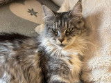 Yanna, femelle Maine Coon LOOF black silver à vendre