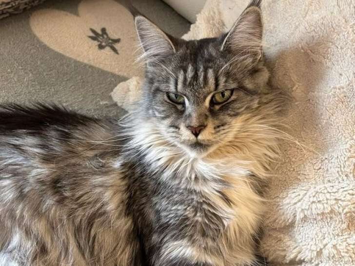 Yanna, femelle Maine Coon LOOF black silver à vendre