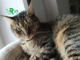 Rio, chat à adopter via association