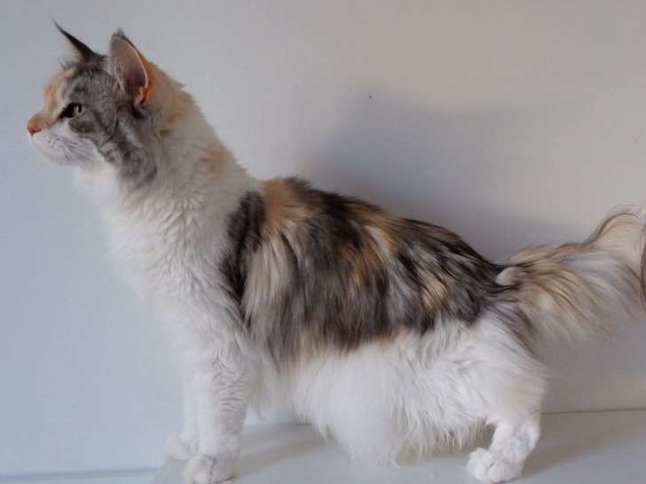 Une femelle Maine Coon LOOF black silver tortie disponible à la vente