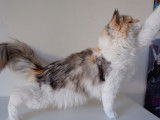 Une femelle Maine Coon LOOF black silver tortie disponible à la vente
