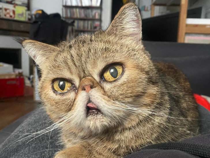 Chatte à adopter en association